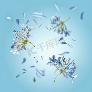 开花效果摄影照片_有飞行的花和花瓣的花框架在蓝色背景。春天和夏天悬浮背景与开花。前视图。