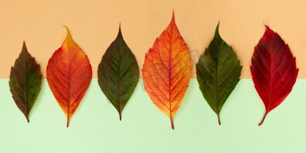 分类彩色摄影照片_顶视图分类彩色秋天叶子