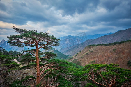 松树在雪岳山国家公园在暴风雨天气，韩国。韩国Seoraksan National Park