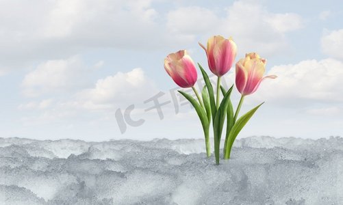 春天郁金香开花作为解冻融化的雪的象征后冬天天气与郁金香作为春天季节概念在水平布局。