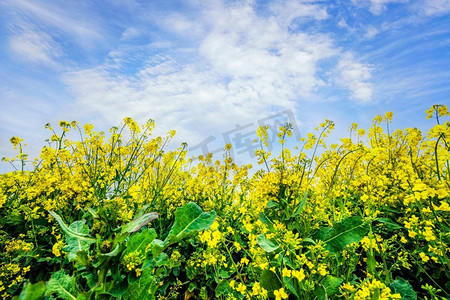 黄色的油菜花达到天空在夏天在五月