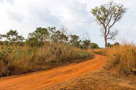 非洲自然风景与路径植被