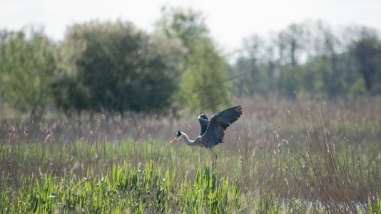 苍鹭摄影照片_苍鹭Ardea cinerea美丽的形象在春天的湿地景观飞行