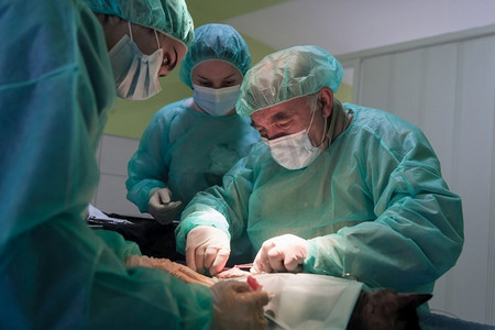 在医院里给猫做真正的腹部手术高质量的照片。真正的腹部手术猫在医院设置