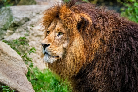 丛林中的非洲狮子豹狮子座。大自然中的丛林里的狮子