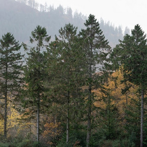 多彩活力摄影照片_史诗般的充满活力的丰富多彩的秋季景观图像多德森林在湖区