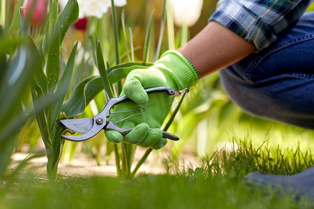 园艺和人的概念—人的特写镜头与修剪者照顾花在夏季花园。男人与修剪机照顾花在花园