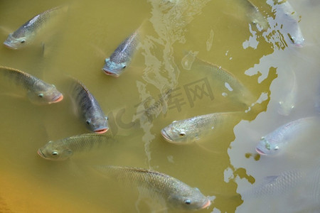 淡水罗非鱼,池塘里游动的罗非鱼,罗非鱼养殖场食蚊鱼脂鲤