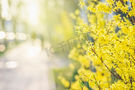 春天开花摄影照片_黄色连翘花与模糊的街道背景和自然光。春天在城市与黄色开花的树。前视图。