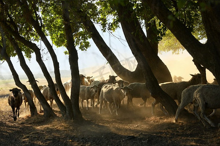 夏季干旱中罗马尼亚格雷西的山羊和绵羊在路上