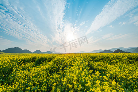 云南罗平摄影照片_花海日落摄影图