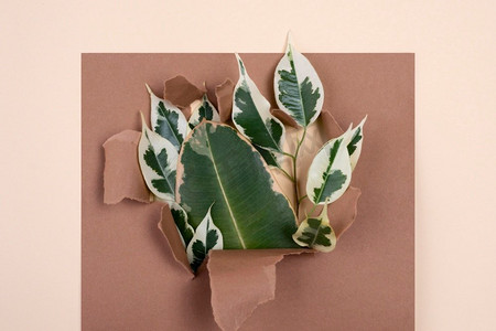 顶视图分类植物叶子与撕裂的纸