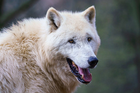 北极狼(Canis Lupus Arctos)，又称白狼或极地狼