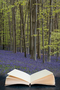 美丽的柔和的春天光在蓝铃木在英国乡村在平静的早晨出来的页面在合成图像