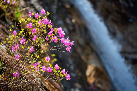 韩国杜鹃花与Biryong瀑布在雪兰山国家公园，韩国。碧龙瀑布