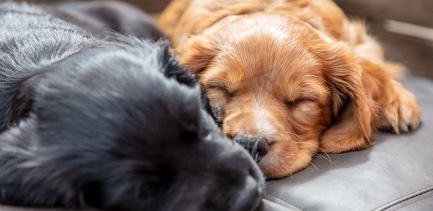 全景网页横幅标题可爱的黑色和棕色的小狗在垫子全景上睡在阳光下