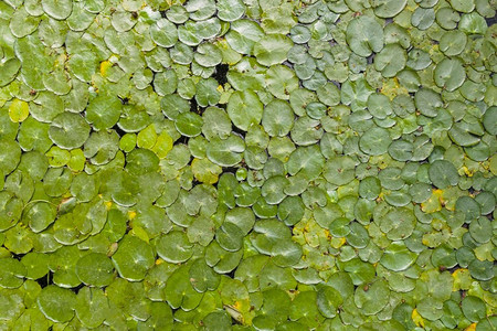 饱满的绿叶荷叶池塘水面