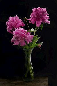特写镜头粉红色牡丹花花束在花瓶在黑色背景