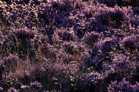 风景淡紫色摄影照片_美丽的近摄风景图象在盛开的紫色石南花在夏末傍晚的光捕获