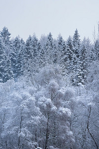 简单风景摄影照片_苏格兰洛蒙德湖沿岸冬季降雪期间被积雪覆盖的树木的美丽简单风景图像