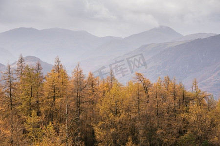 金色落叶松树的美丽秋天风景图象对雾山在湖区的距离