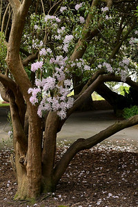 树杜鹃花摄影照片_大杜鹃花或大月桂花的树