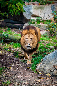 丛林里的狮子美洲豹。大自然中的丛林里的狮子