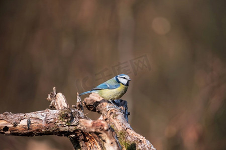 美丽的春天风景图像蓝山雀Cyanistes Caeruleus鸟在森林栖息在树枝