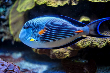 神仙鱼神仙标量水箱中的旗鳍唐 (zebrasoma veliferum) 鱼abstract