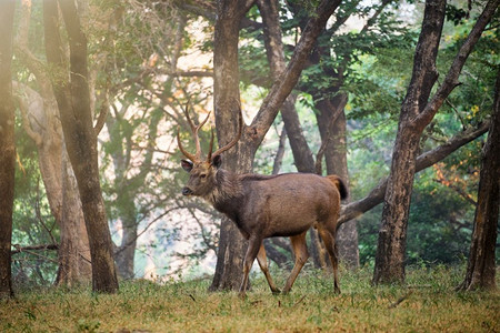  鹿，印度，拉贾斯坦邦，兰坦博尔