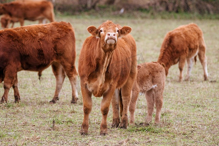 田野国风摄影照片_秋天在田野上吃草的牛与红色皮毛和小牛的母亲