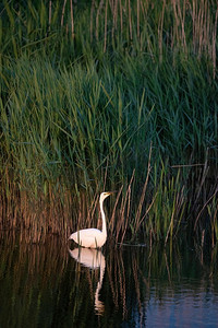 美丽的大白鹭Ardea Alba寻找食物在湿地芦苇在春天