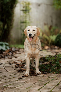 一只金毛猎犬在婚礼上脖子上挂着花环