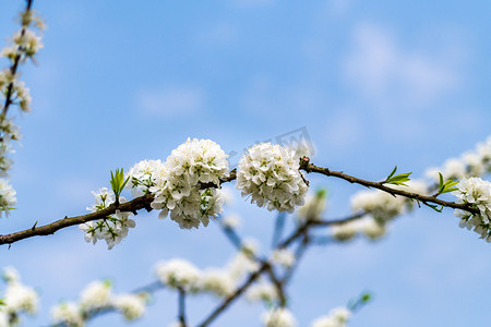 花李花摄影照片_蓝天背景下的李花4