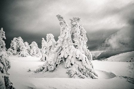 梦幻童话圣诞摄影照片_神奇冬季景观与雪冷杉树