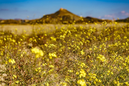 黄色的春天油菜花和远处的塔伯纳斯山脉。西班牙安达卢西亚阿尔梅里亚省..黄色的田野和远处的山