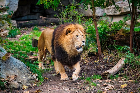 森林狮子摄影照片_非洲狮子Panthera狮子在丛林森林。狮子在丛林森林在性质
