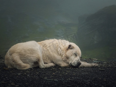 一只沉睡的白狼狗的特写镜头。宁静的景色与一个大牧羊犬休息在雾山底部