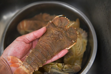手头有生平头龙虾，烹饪用的新鲜拖鞋龙虾平头，岩石龙虾摩顿湾臭虫