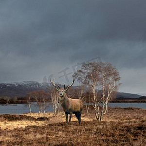 冬季苏格兰高地兰诺克沼泽阳光下的红鹿的合成图像