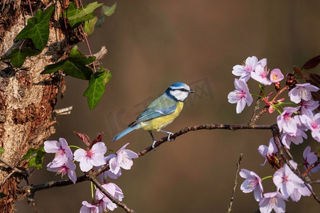 蓝色山雀Cyanistes Caerulueus鸟美丽的春天图像在粉红色的开花树在林地景观设置