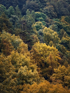 五颜六色的秋树质感。森林自然风光，不同颜色的树叶，秋天垂直的背景