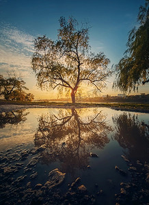 落日的背景映照在水坑里的老柳树