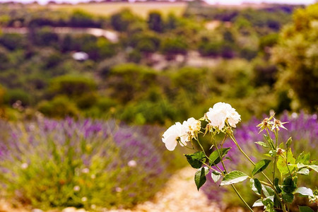 白色玫瑰花反对熏衣草紫色领域在普罗旺斯法国。开花季节白玫瑰花对熏衣草紫色领域