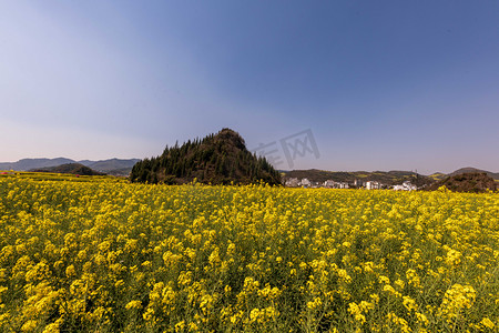 春天云南油菜花海图