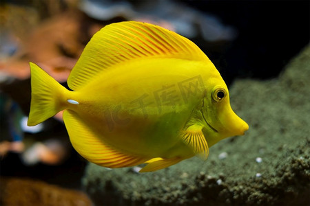 珊瑚banner摄影照片_ 鱼，黄色，唐，黄色