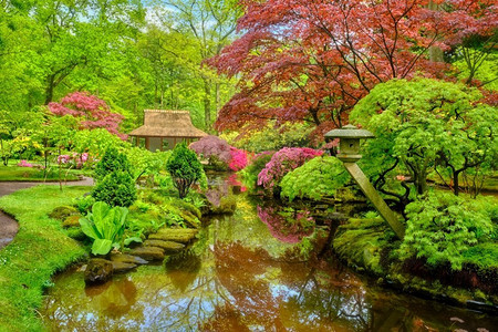 雨后的小日本花园，荷兰海牙克林根代尔公园。荷兰海牙克林根代尔公园日式花园