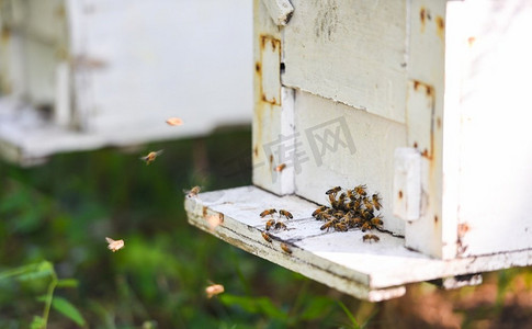 台金色摄影照片_蜂房用蜂箱采集蜂蜜，养蜂人用蜂箱带着蜜蜂飞向登陆台。养蜂业