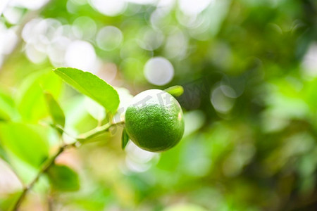 绿色酸橙在一棵树，新鲜酸橙柑橘果高维生素C在花园农场与自然绿色模糊背景的农业在夏天 