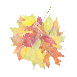 水彩图像五颜六色的秋天叶子隔绝在白色背景
